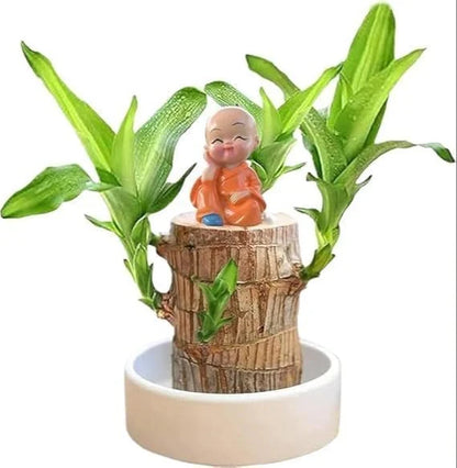 Brazilian Lucky Bamboo Live Plant