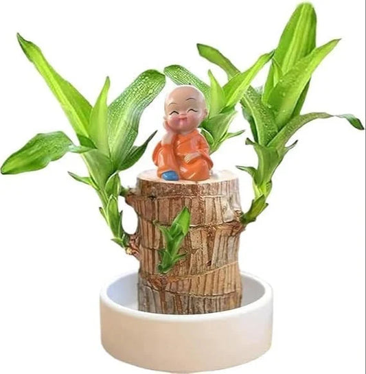 Brazilian Lucky Bamboo Live Plant