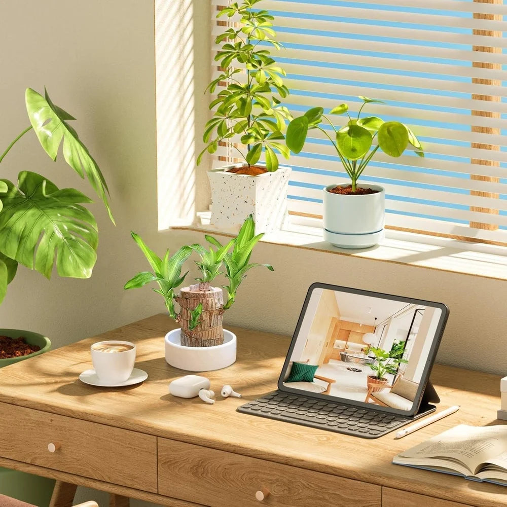 Brazilian Lucky Bamboo Live Plant