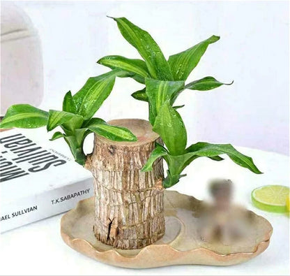 Brazilian Lucky Bamboo Live Plant